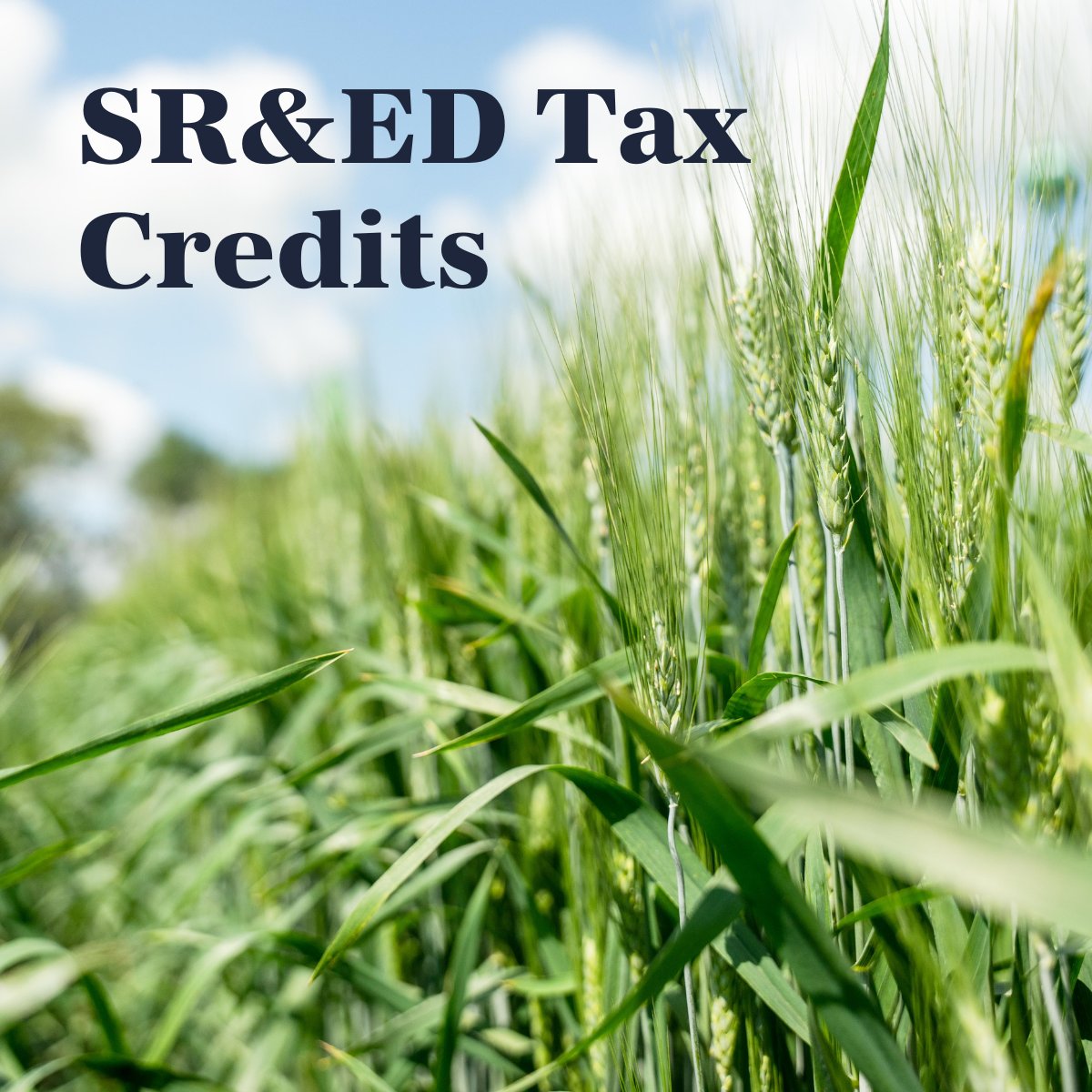 Sask Wheat tweet media