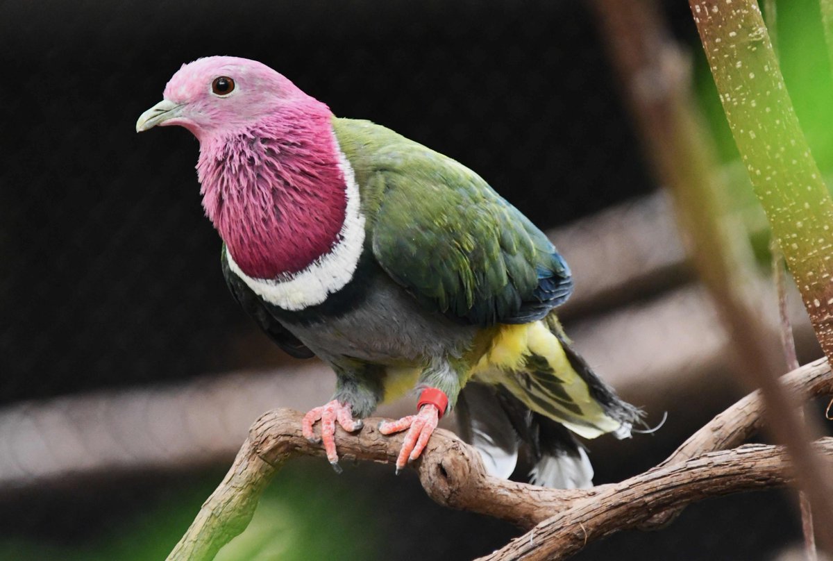 Saint Louis Zoo tweet media