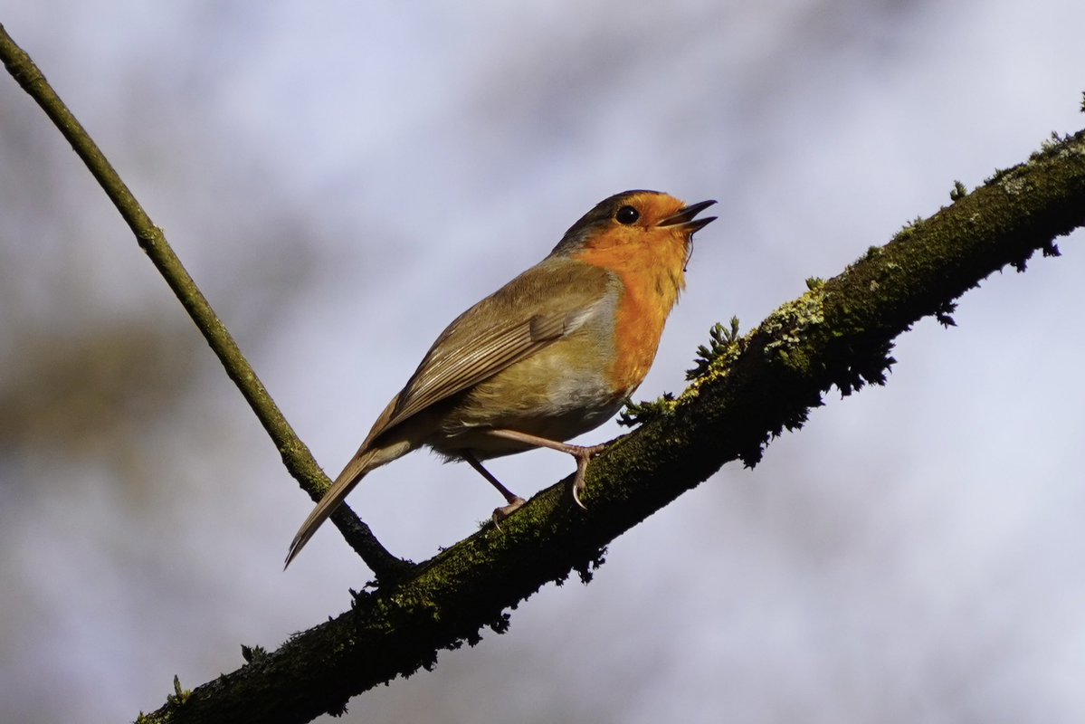 Michael Merrifield tweet media