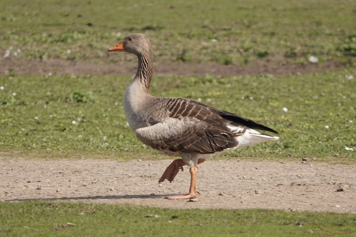 Michael Merrifield tweet media