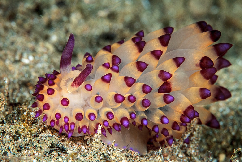 amadour ⎈ tweet media