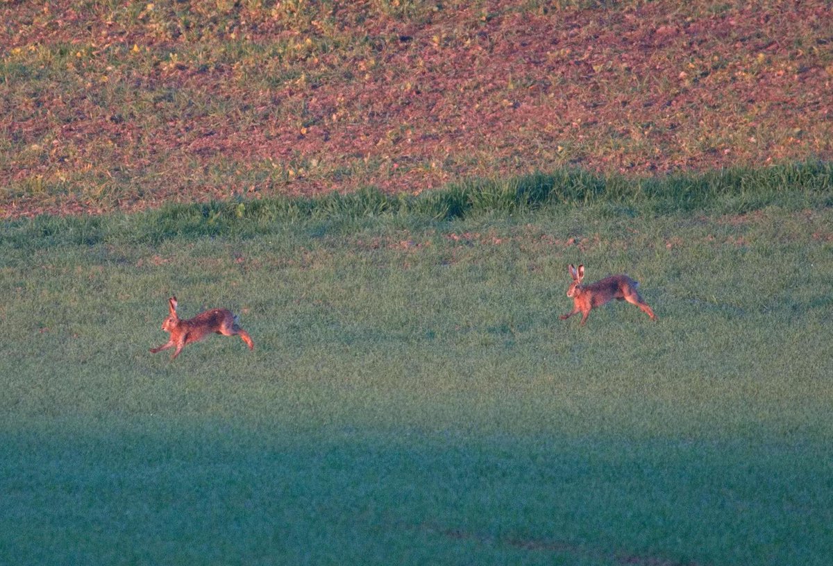 bnu 🐇👽 tweet media