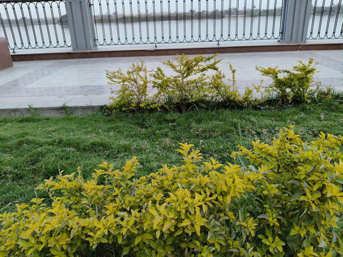 Mohammed Khalaf tweet media