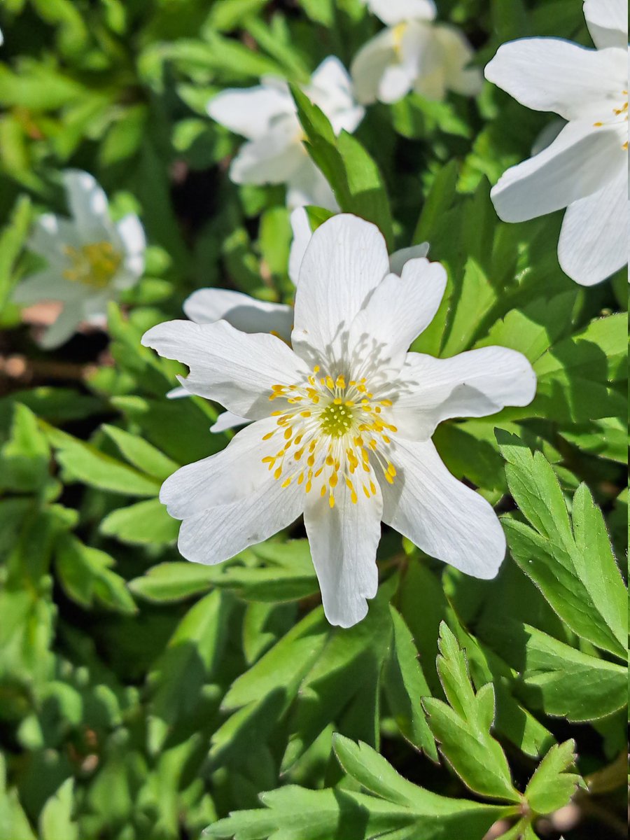 Stadtwurzel tweet media