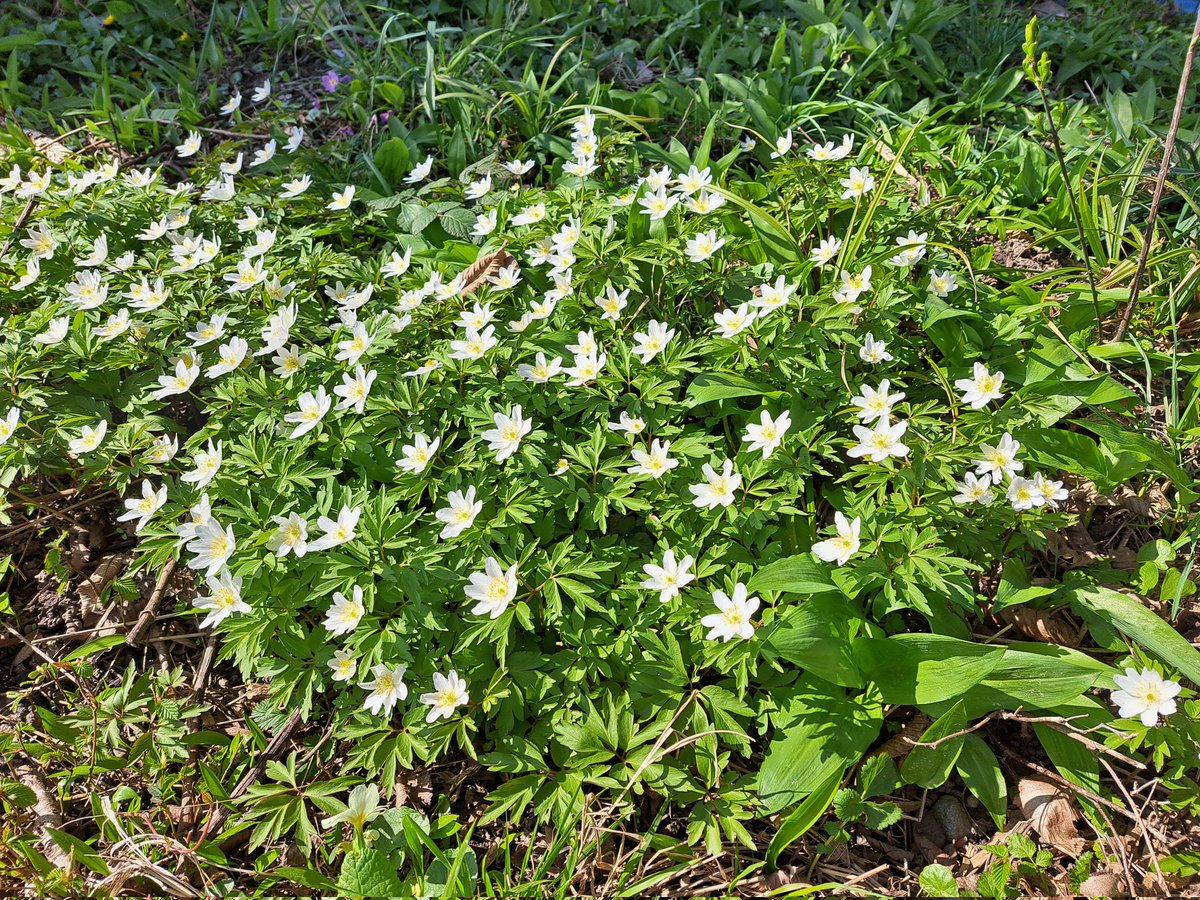 Stadtwurzel tweet media