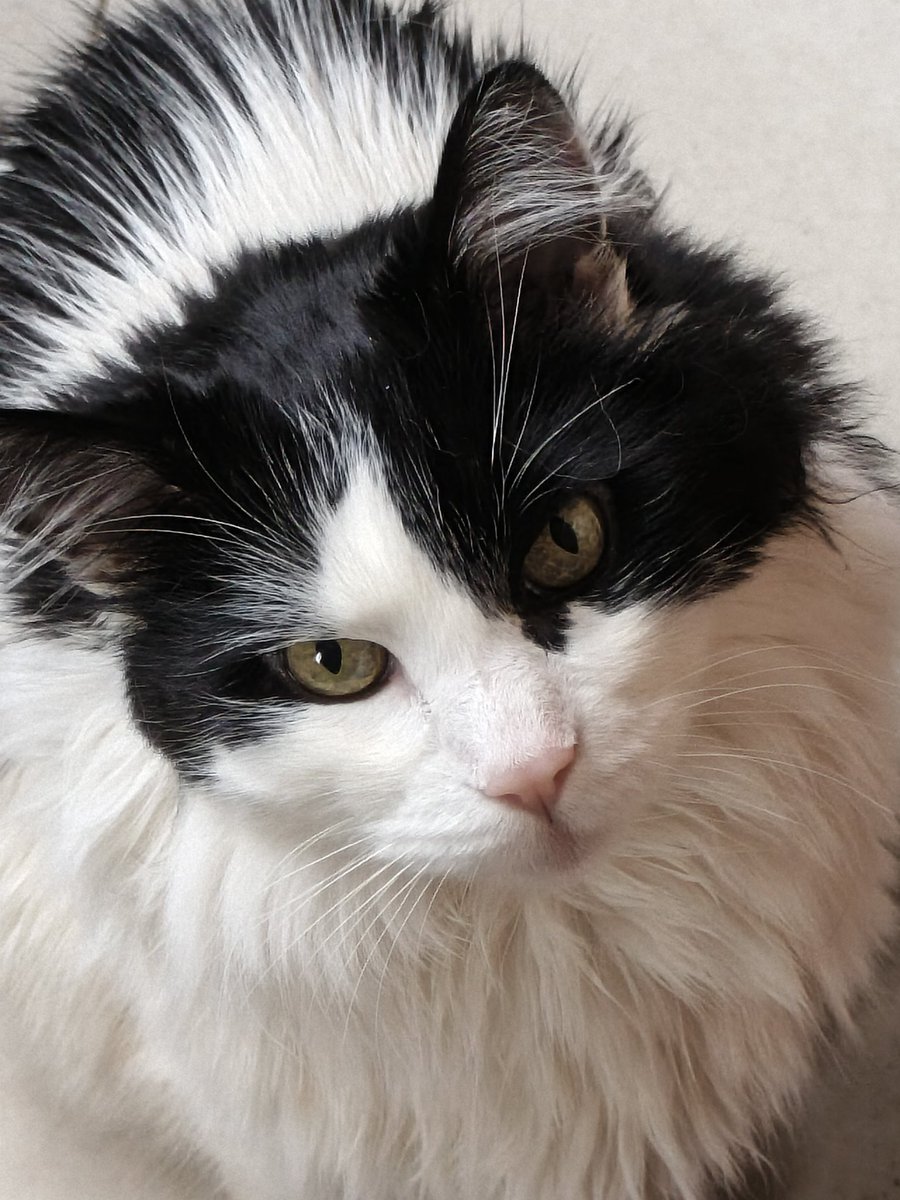 The Curly Woman tweet media