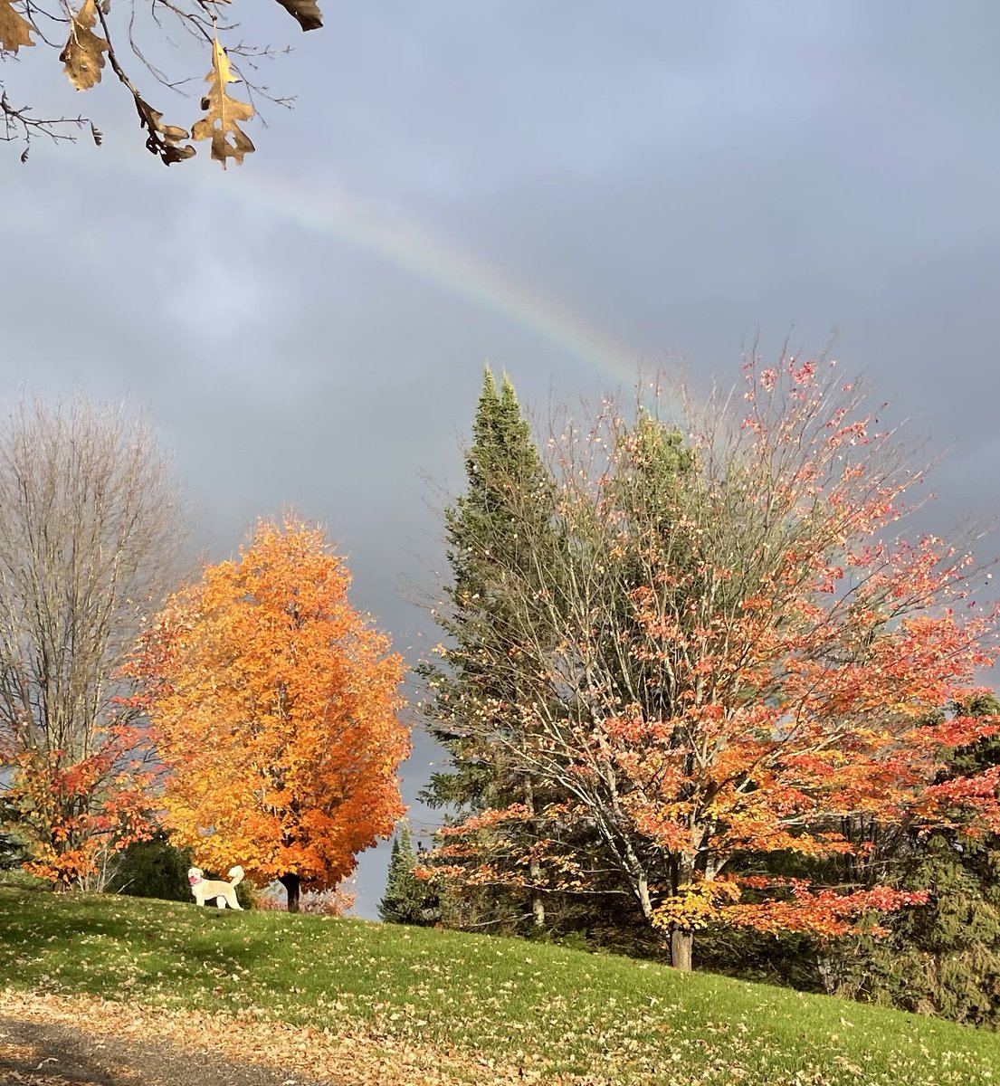 Adventures Of Skye tweet media