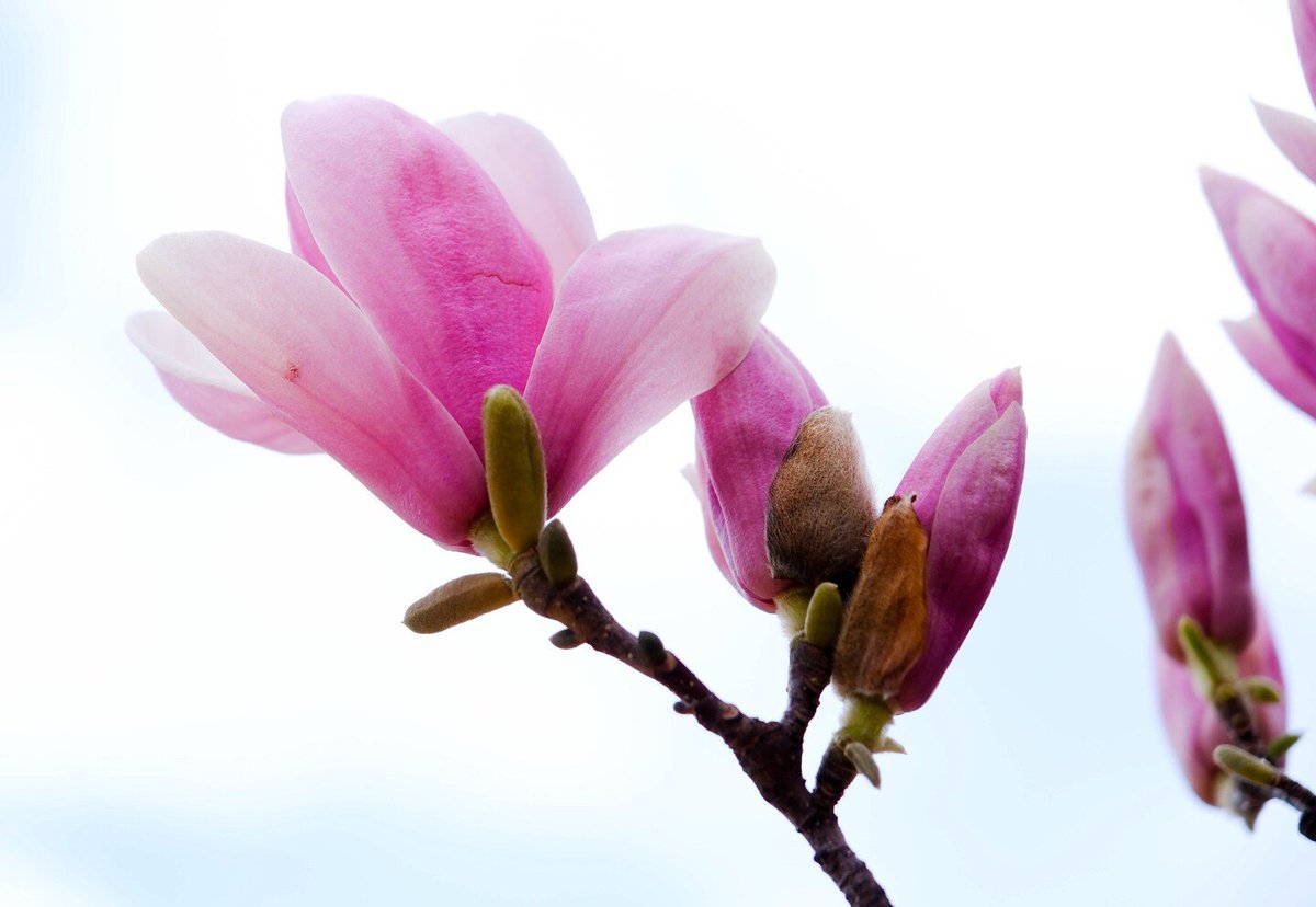 Capital Weather Gang tweet media