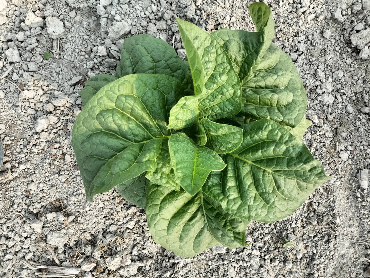 Abhishek tweet media