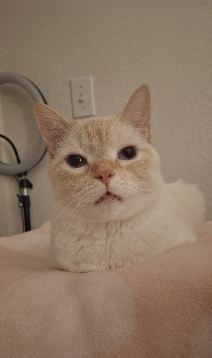 baby dog tweet media