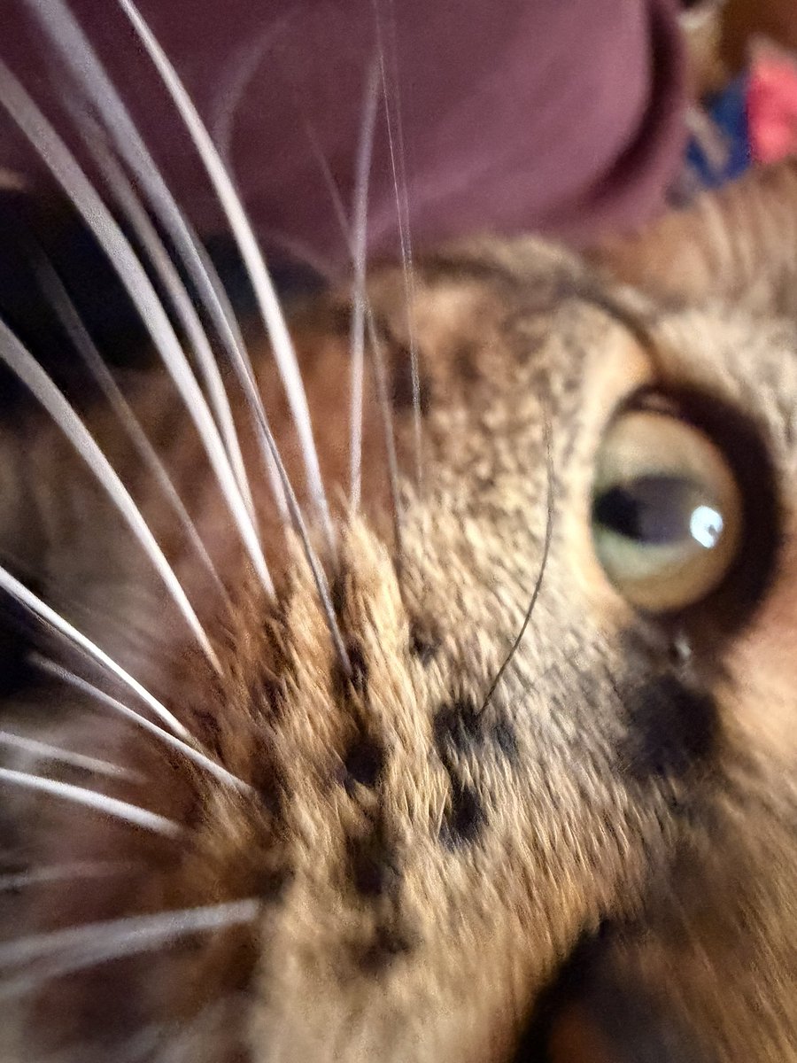 ghost | twitch partner tweet media