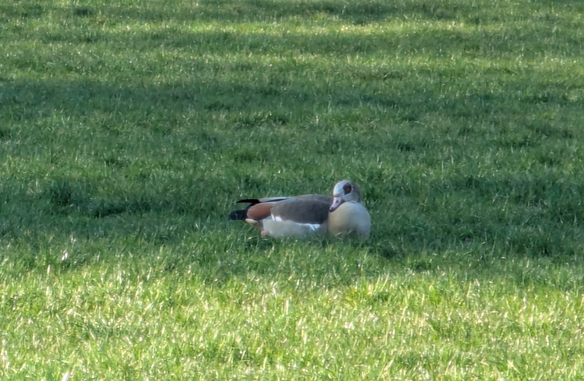 Sully 🌙 🏳️⚧️ tweet media