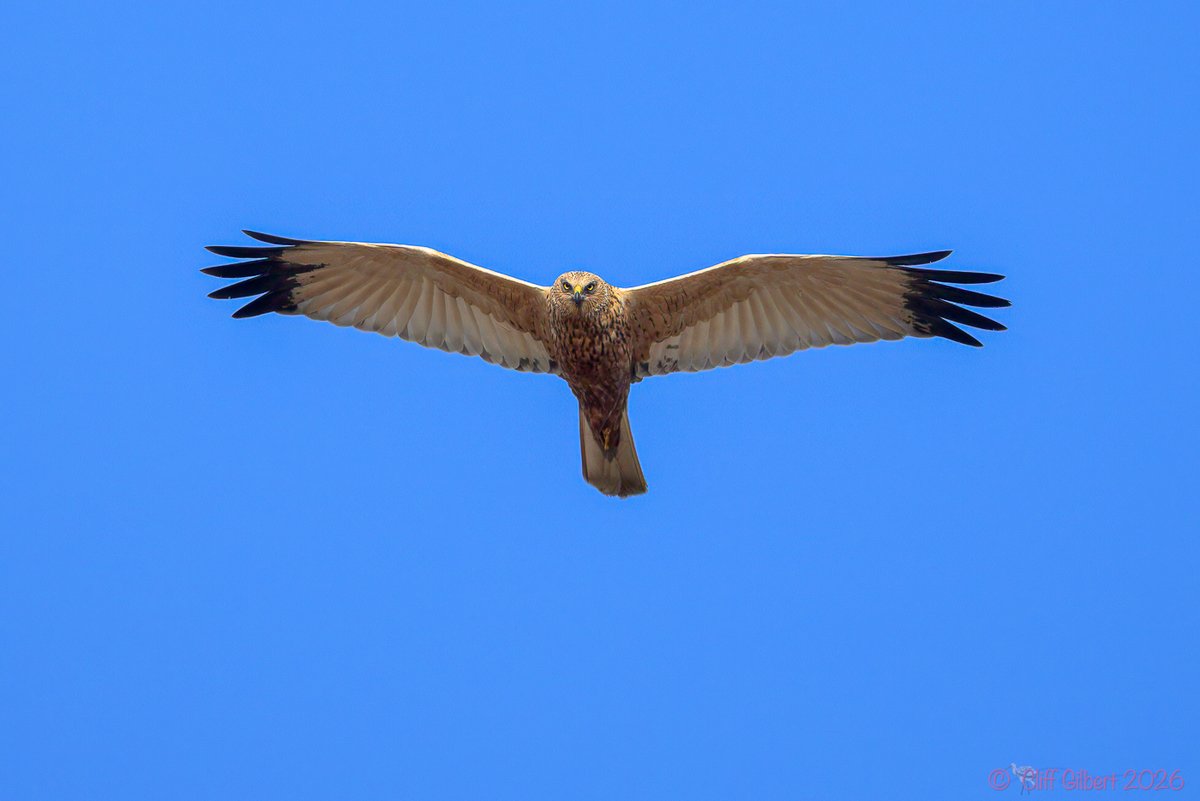 Cliff Gilbert tweet media