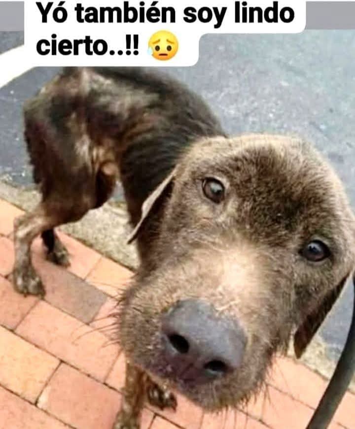 ManuSaenzVolvio's tweet photo. Si mi amor!
Solo necesitas amor y cuidados!.
🥹❣️ https://t.co/RO0ufTjVH4