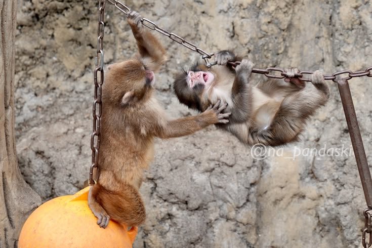 Maddy-Shah tweet media