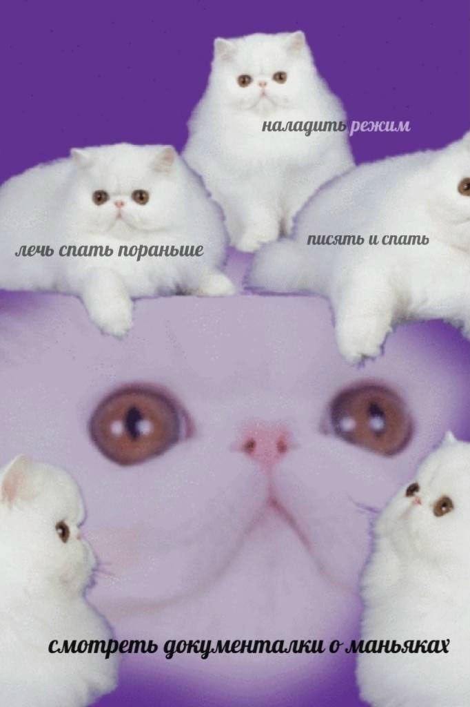 cats, i love cats tweet media