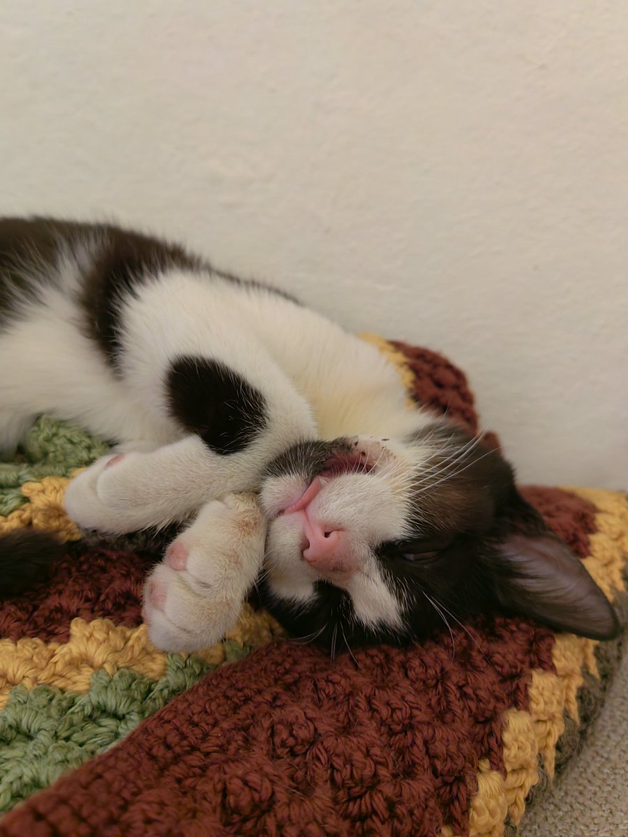 SelinPamuk tweet media