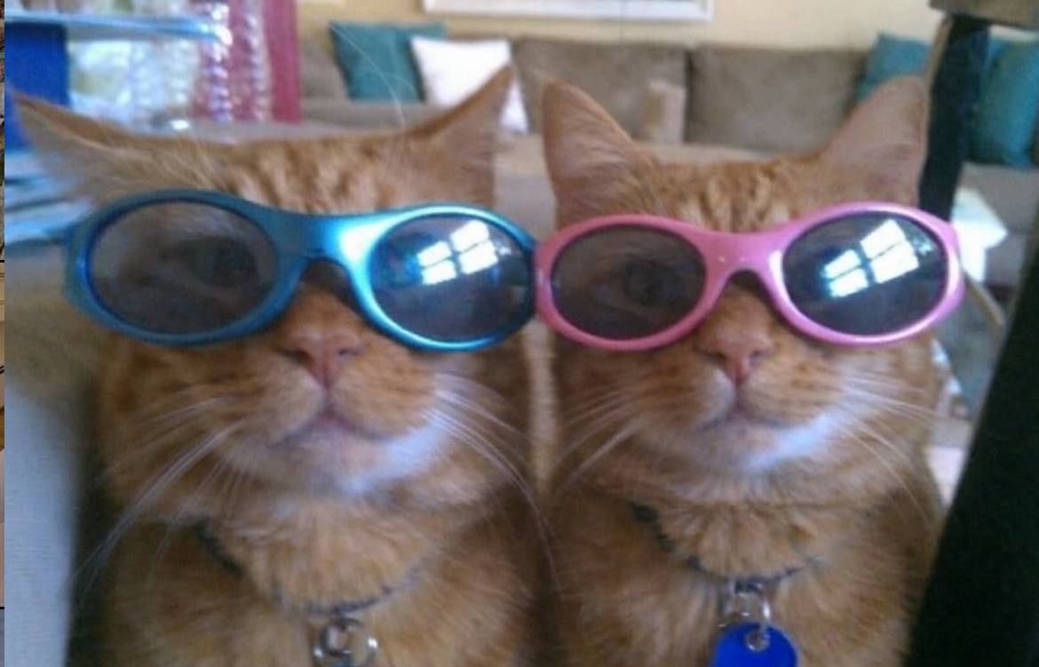 green tea // G a z a family fundraiser in bio tweet media