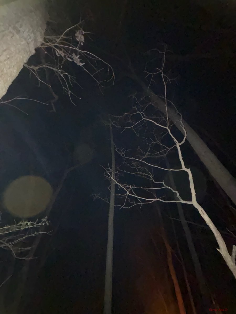 Carrie Hynek tweet media