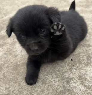 Megaaaa 🏳️‍⚧️ tweet media