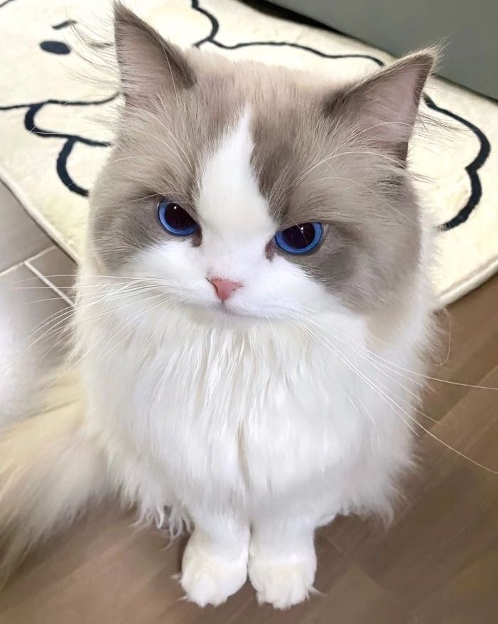 มอมอ ⋆˚𝜗𝜚˚⋆ tweet media