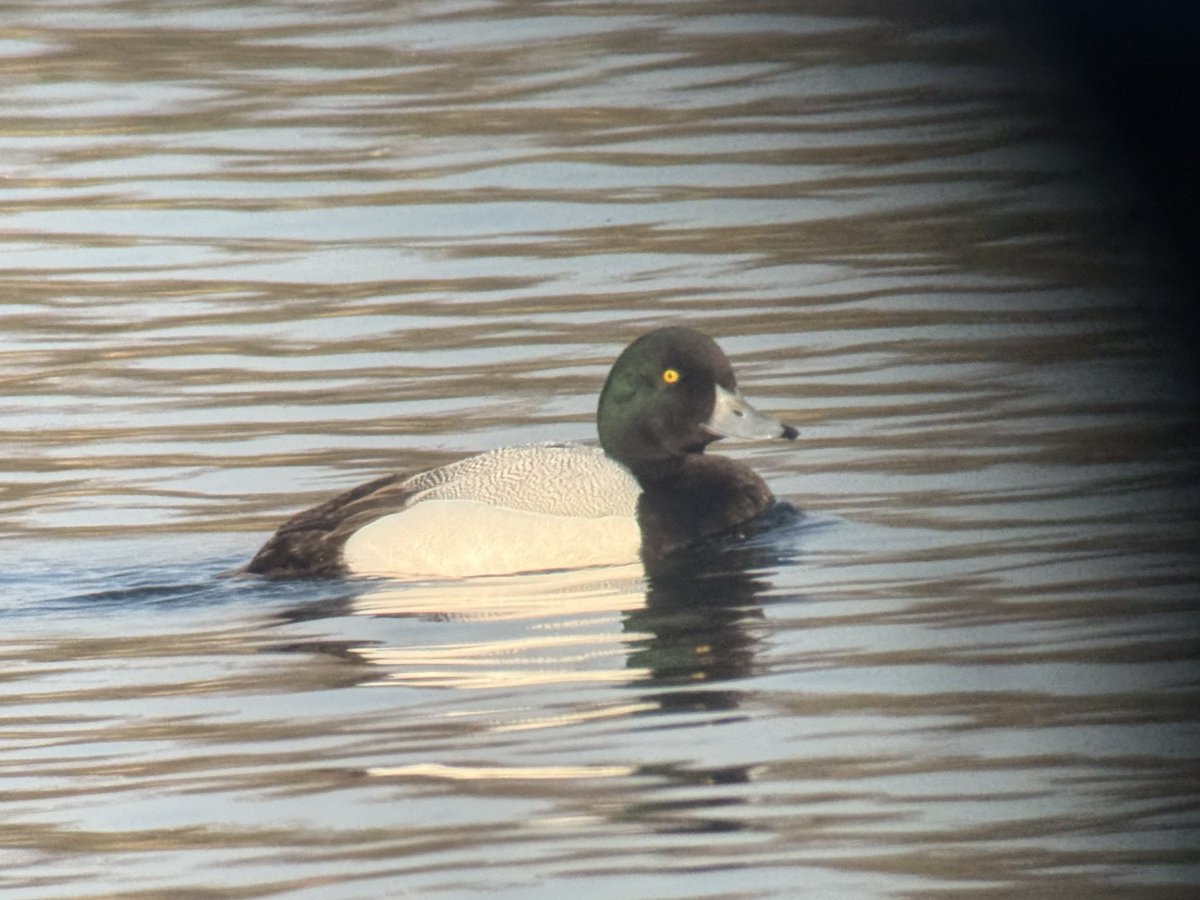 The Birds of Wintersett tweet media
