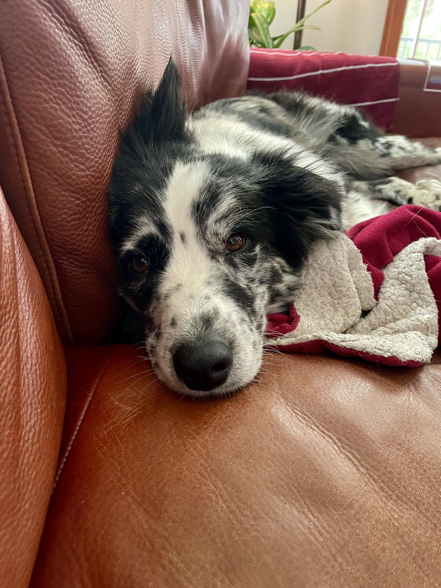 Lola Patolla tweet media