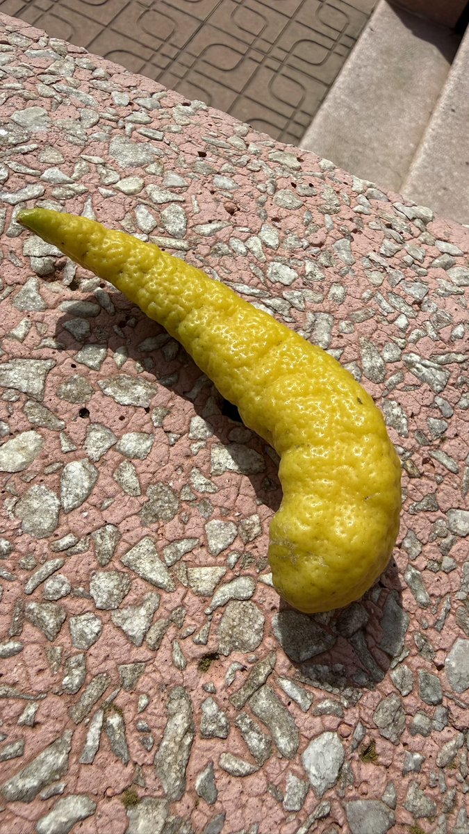 El León del Castellar tweet media