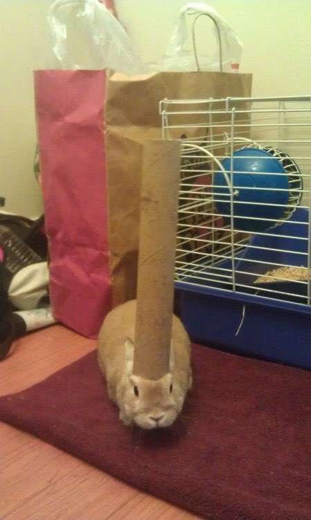 Chief ⚔️ ‼️ (Dinosaurs Are Real) tweet media