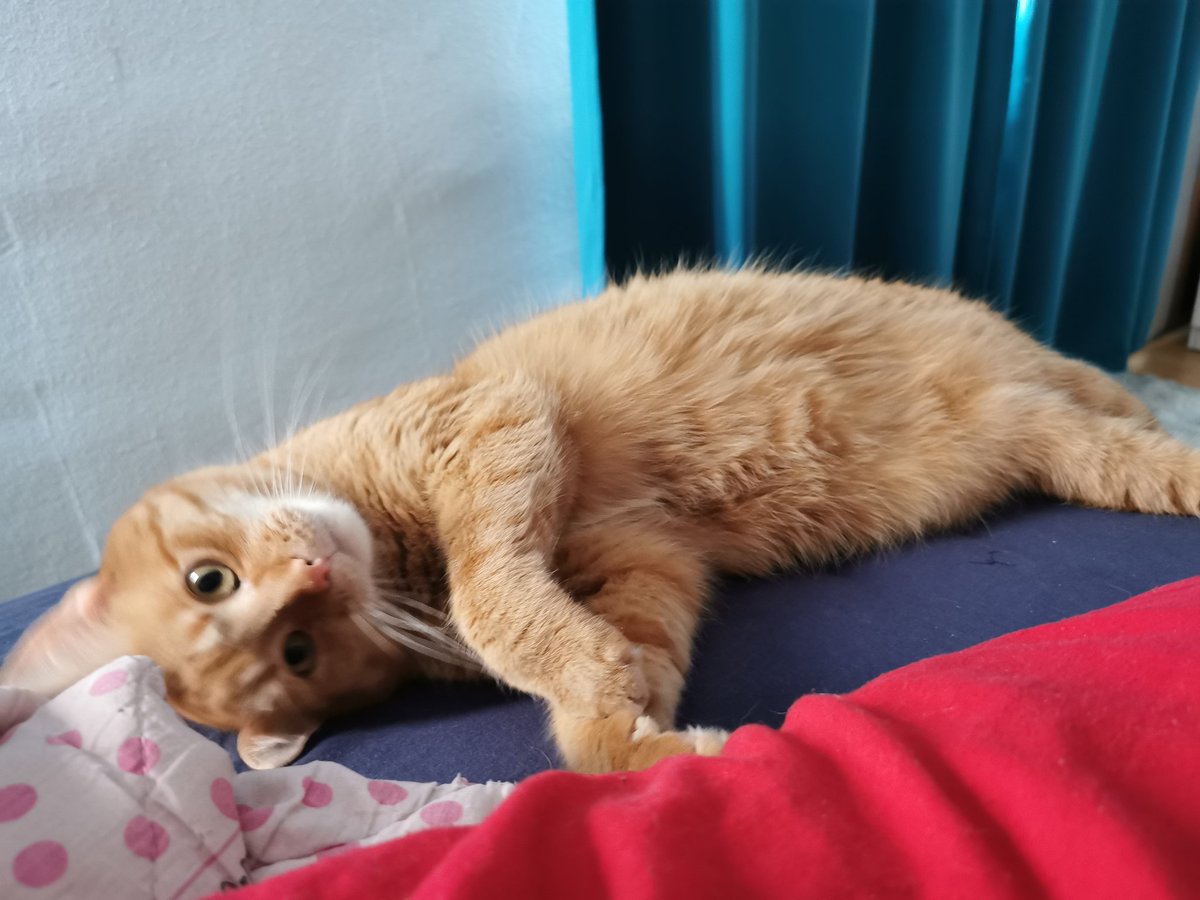 ☕ Silvia Gaetano 🎮 tweet media