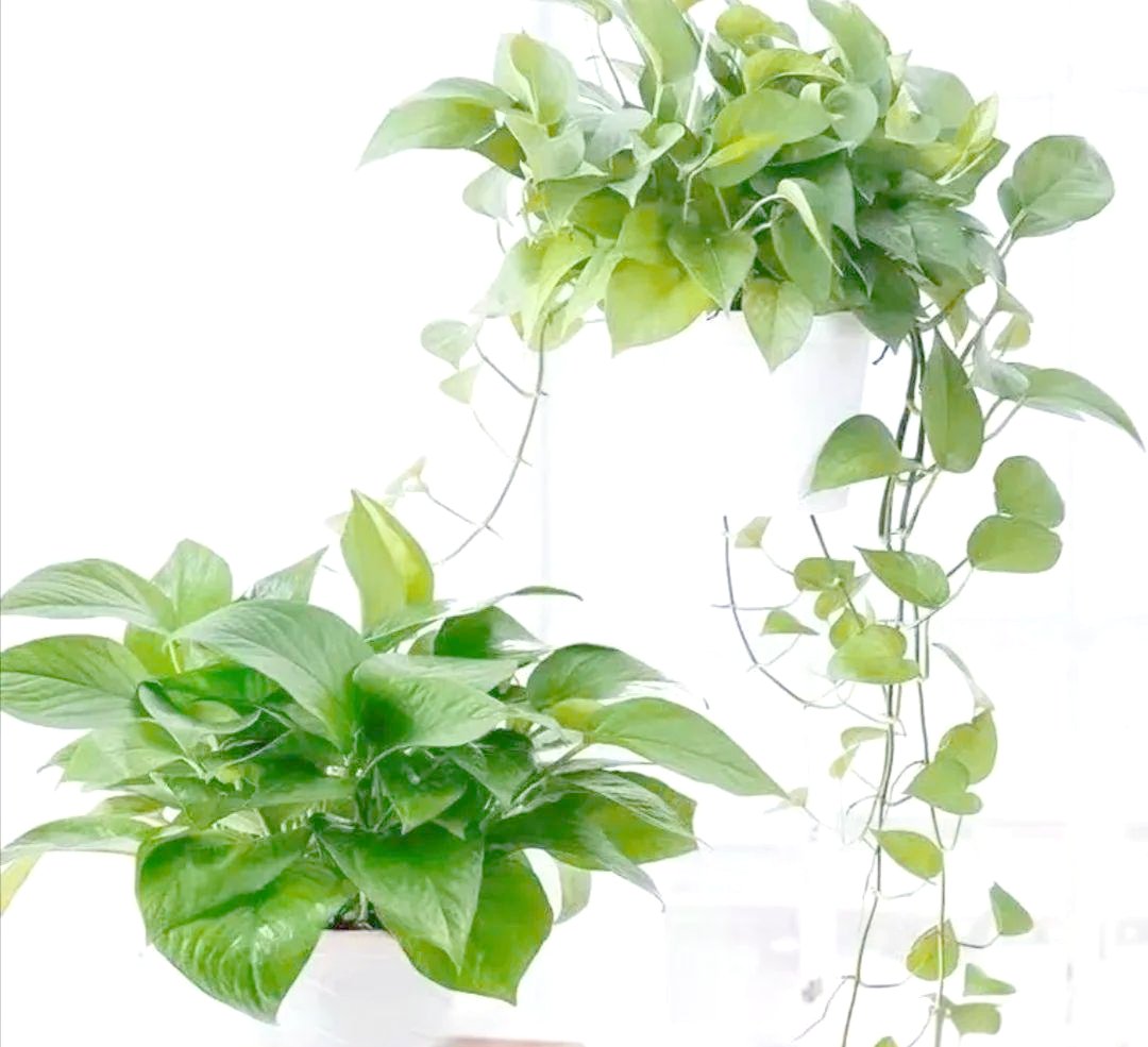 Kostas K.P. Psathas tweet media