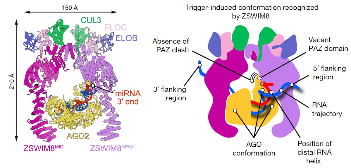 Peter Wang tweet media