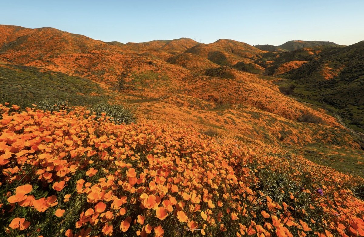 Brandon Yoshizawa tweet media