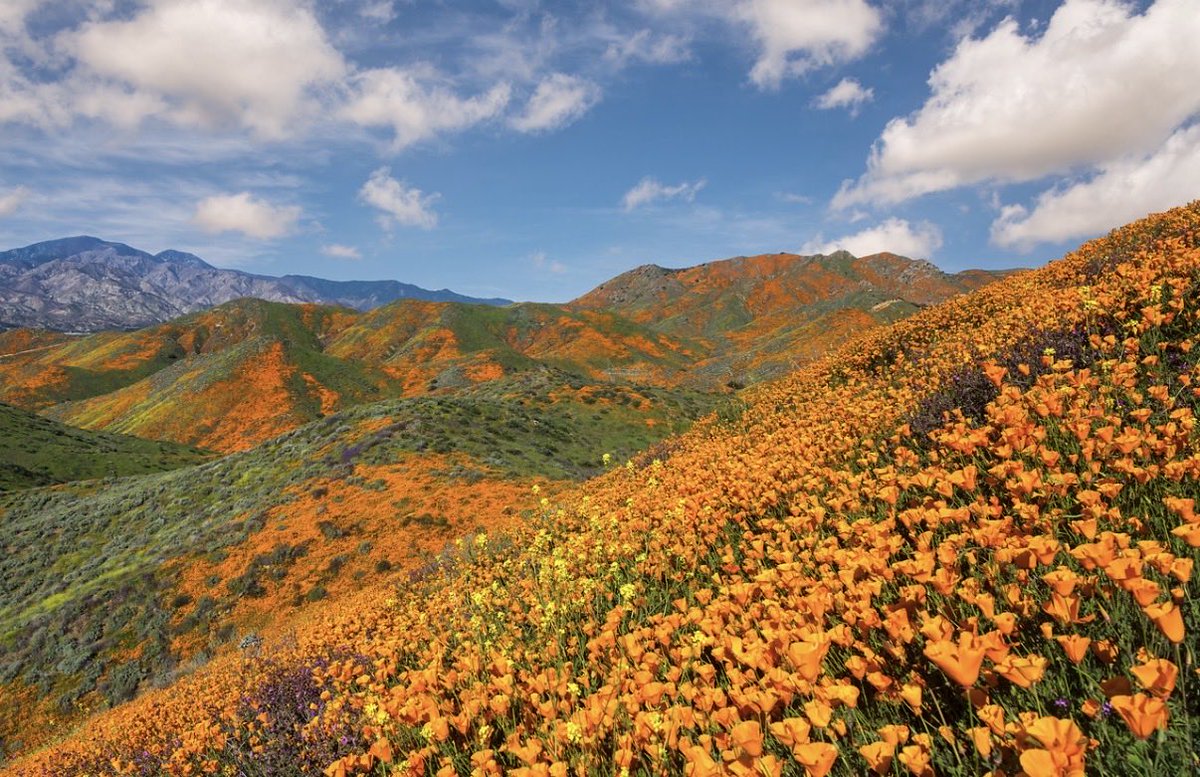 Brandon Yoshizawa tweet media