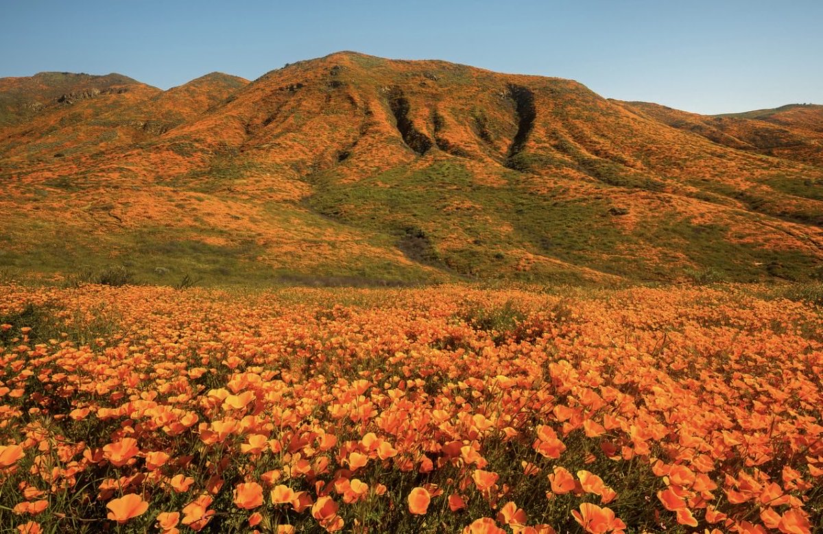 Brandon Yoshizawa tweet media