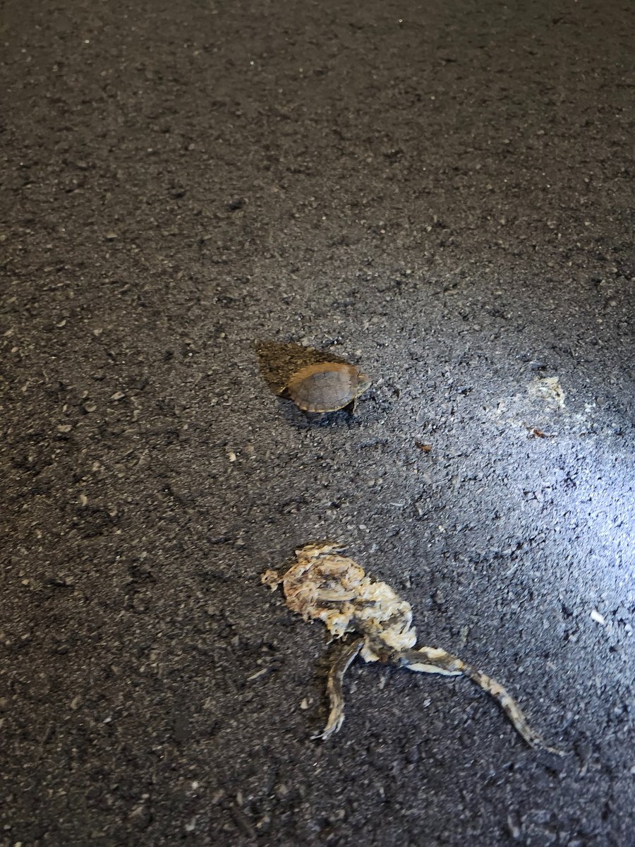 BonzaiEntertainment tweet media