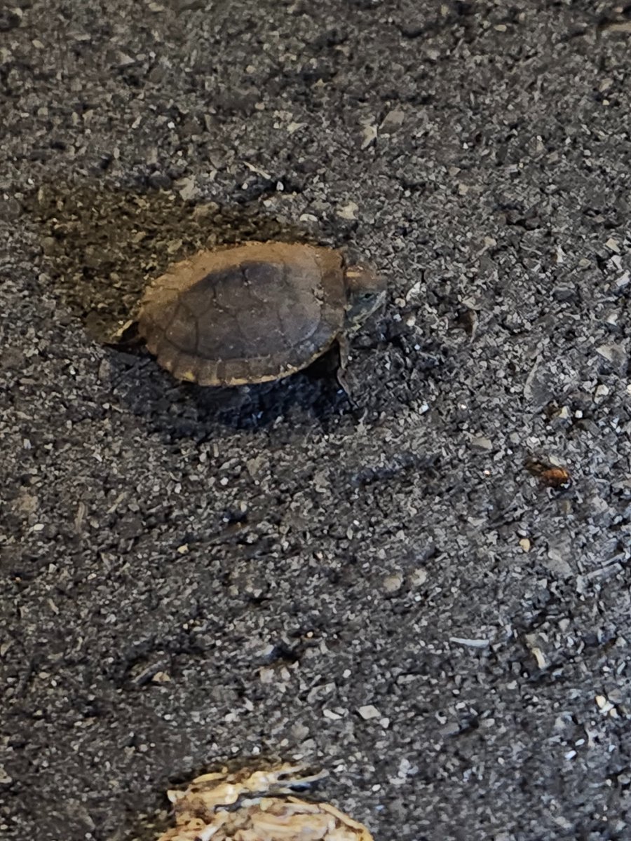 BonzaiEntertainment tweet media