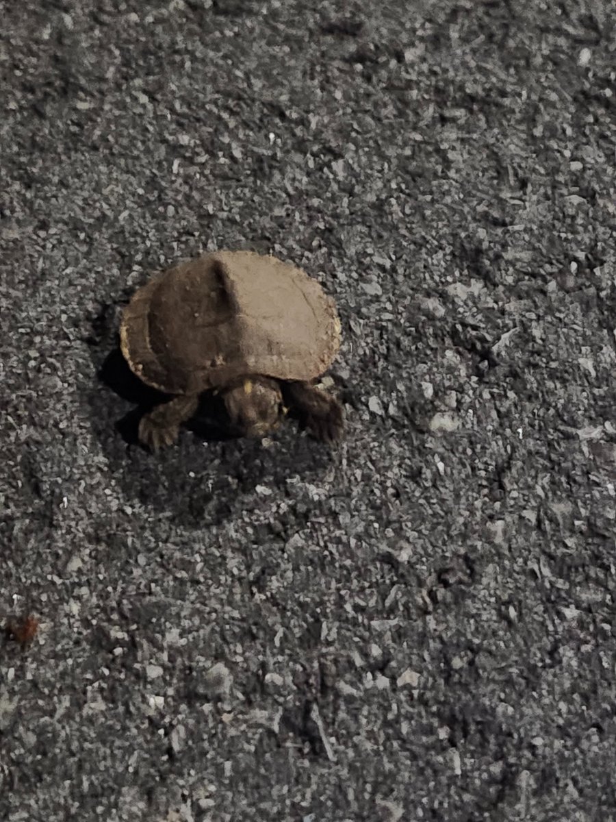 BonzaiEntertainment tweet media