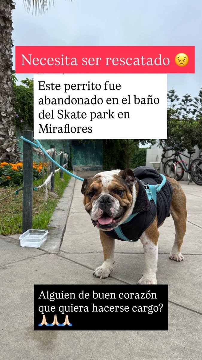 Este perrito fue abandonado en los baños ubicados junto al skatepark de Miraflores (malecón) por favor buscamos a alguien responsable q quiera hacerse cargo por favor🙏🏼