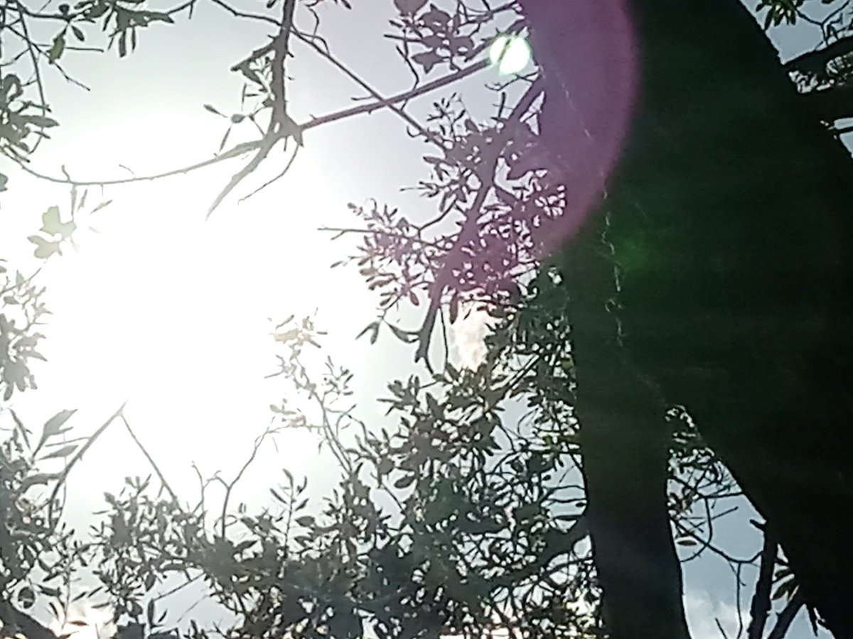 D. Trassens tweet media