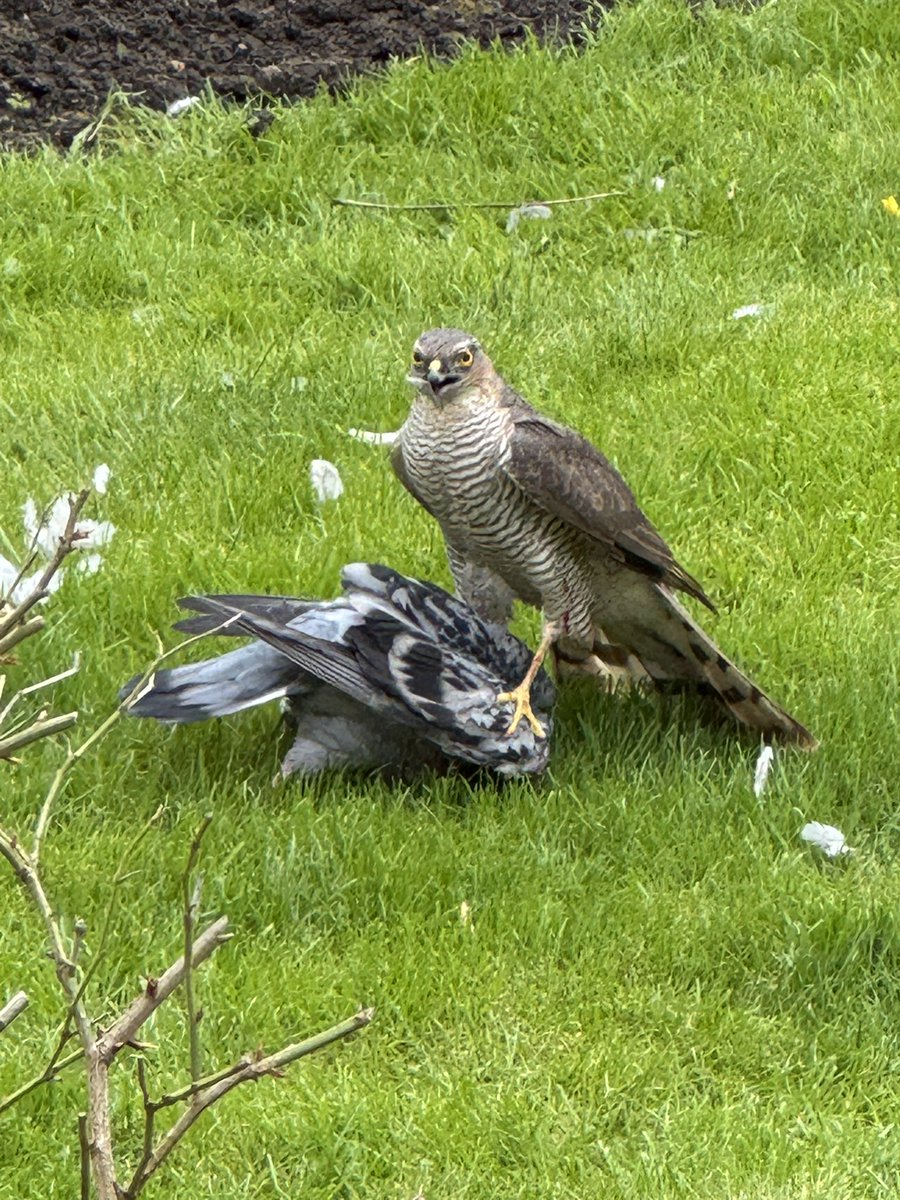 Wendy Oldershaw tweet media