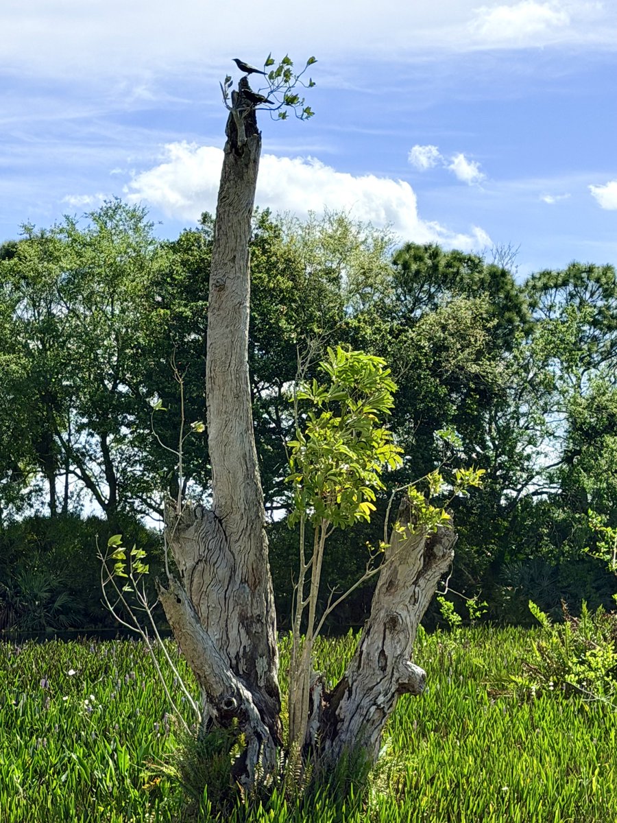 Dr J Rould tweet media