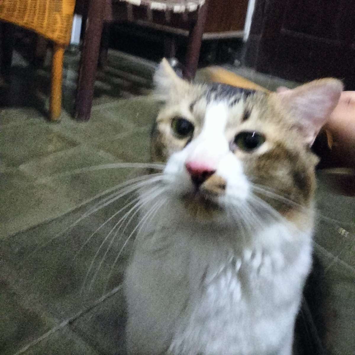 cocoalizta's tweet photo. nyikat majikan 🪥🐈‍⬛ https://t.co/nBaVzI5f02