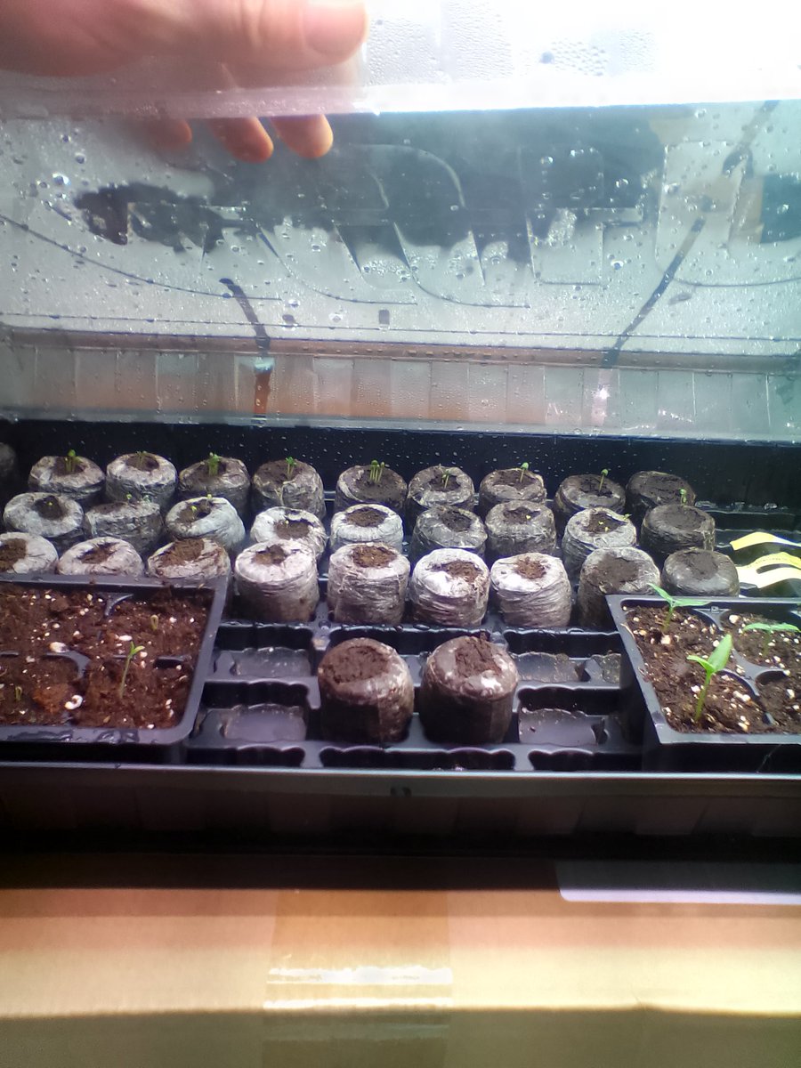 🇺🇲 HomeGrowLiberty 🇺🇲 tweet media