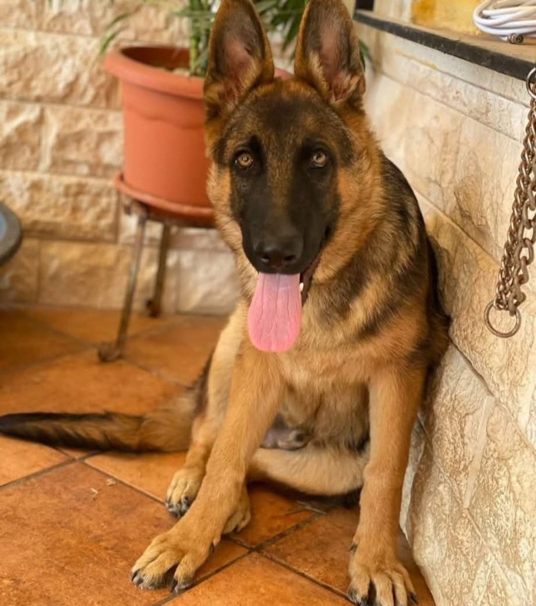 Valencia
Chulo tiene un año y por cuestiones de salud su dueño lo da en adopcion😥
Es muy bueno ❤️ y activo,aunque no ha socializado mucho,necesita mucho paseo.
Te animas a darle un hogar?animate por favor🙏🏿🙏🏻🙏🙏🏿
Contacta Whatsapp: 627627835
Gracias