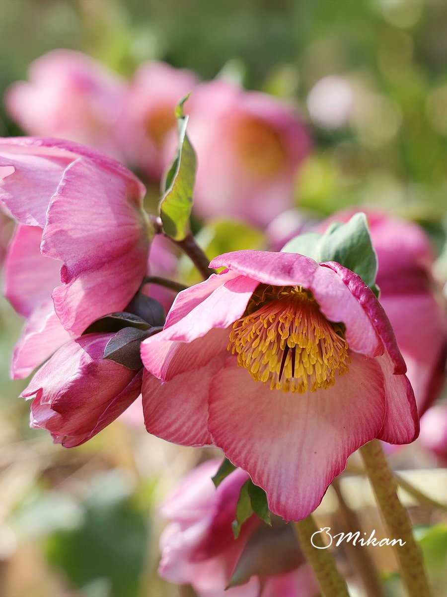 🍊夏みかん🎀 tweet media