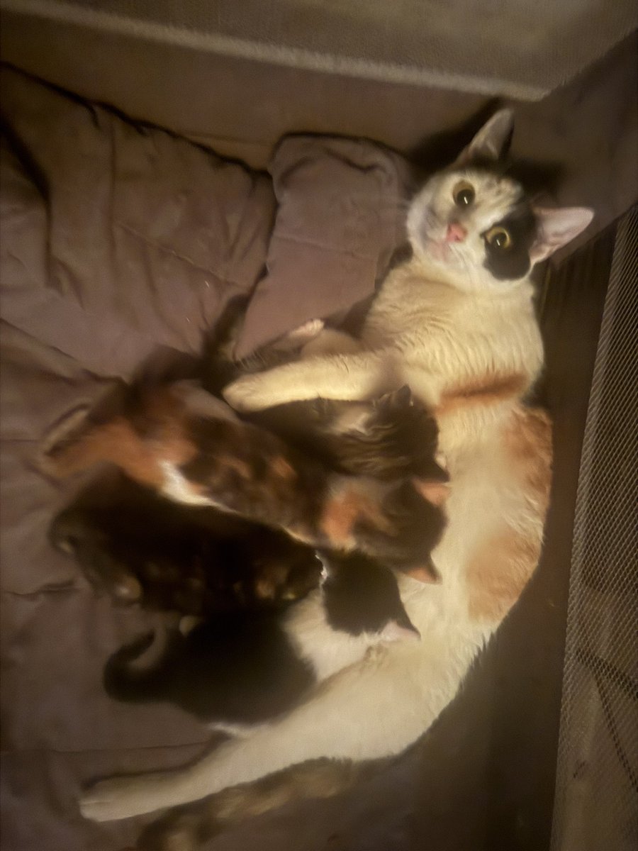 Donohue Evan Tsell tweet media