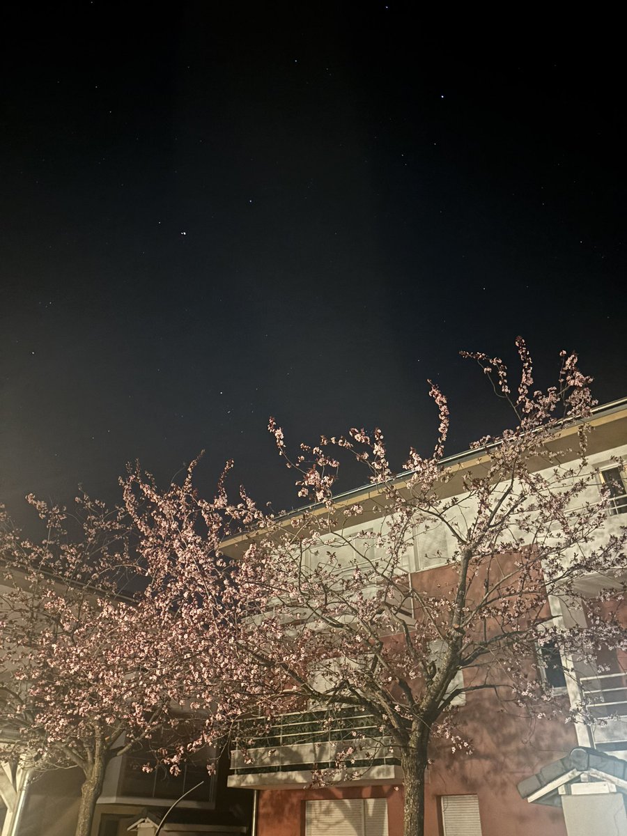 carrmint メ tweet media