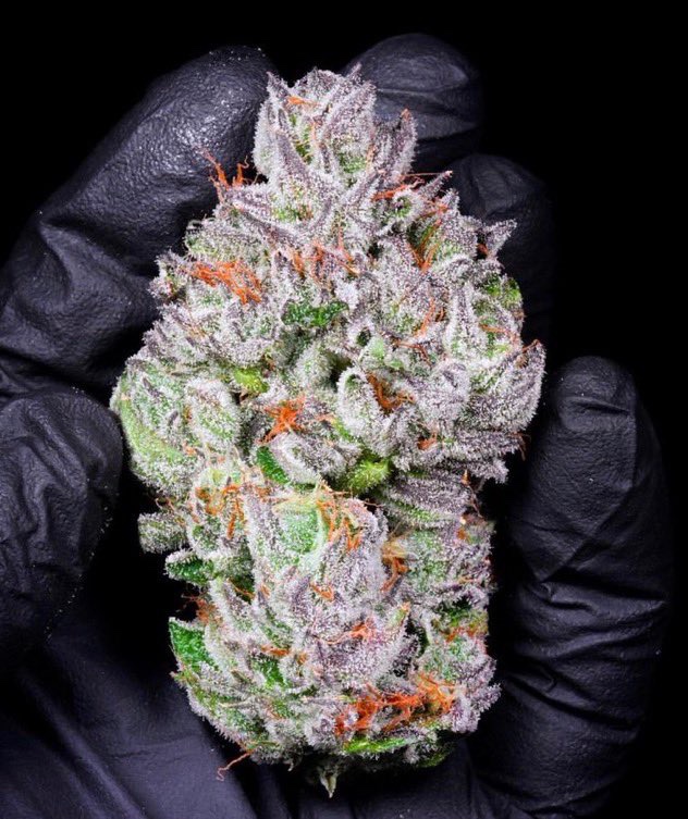 MEMBERS ONLY ⛽️ tweet media