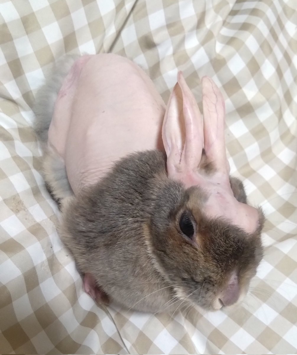 cyoko kinako(うさぎ🐰のチョコちゃん) tweet media